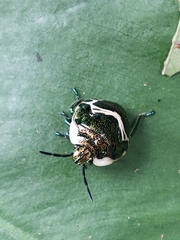 Poecilocoris lewisi