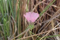 Sidalcea calycosa rhizomata