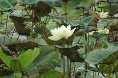 Nelumbo