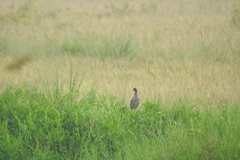 Gallicrex cinerea