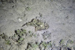 Scorpaenopsis