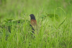 Centropus bengalensis