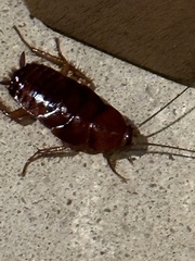 Periplaneta fuliginosa