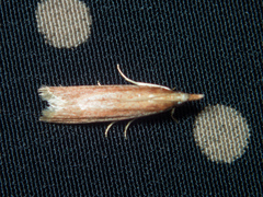 Emmalocera