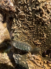Ischnochiton australis