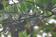 Dicaeum erythrorhynchos