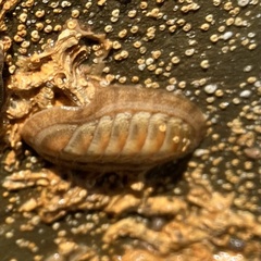 Ischnochiton cariosus