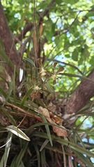 Encyclia adenocarpa