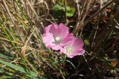 Sidalcea calycosa rhizomata