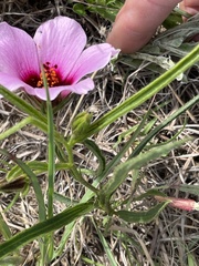 Hibiscus microcarpus