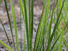 Conostylis setigera