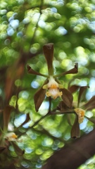 Encyclia adenocarpa