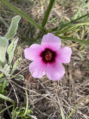 Hibiscus microcarpus