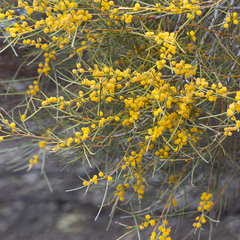Acacia papyrocarpa