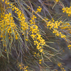 Acacia papyrocarpa