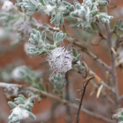 Dissocarpus paradoxus