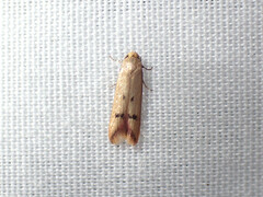 Tachystola hemisema