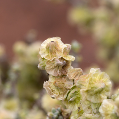 Maireana pyramidata