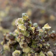 Maireana pyramidata