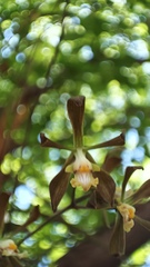 Encyclia adenocarpa