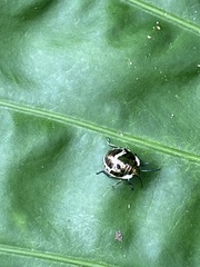 Poecilocoris lewisi