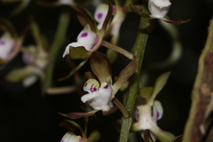 Sarcochilus australis