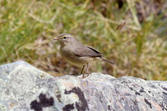 Phylloscopus griseolus