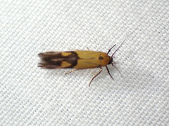 Stathmopoda