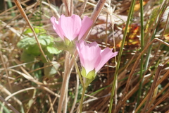 Sidalcea calycosa rhizomata
