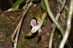 Sarcochilus australis