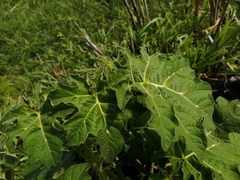 Solanum viarum image