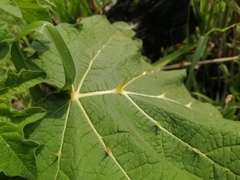 Solanum viarum image