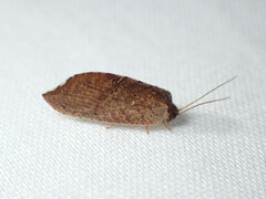 Drepanacra binocula