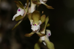 Sarcochilus australis