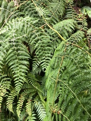 Dennstaedtia scandens