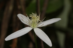Clematis glycinoides