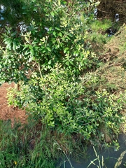 Pittosporum ralphii