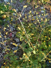 Bidens pilosa pilosa