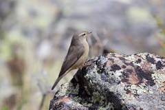 Phylloscopus griseolus