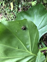 Poecilocoris lewisi