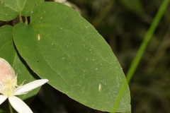 Clematis glycinoides