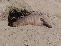Chaetophractus villosus