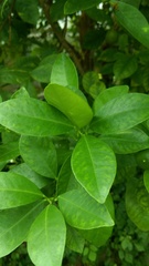 Citrus × microcarpa