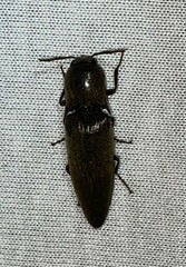 Orthostethus infuscatus