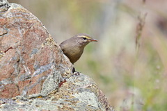 Phylloscopus griseolus