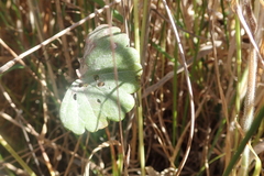 Sidalcea calycosa rhizomata