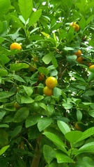 Citrus × microcarpa