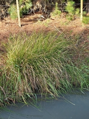 Carex virgata
