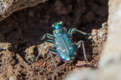 Cicindela depressula