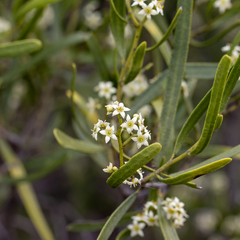 Geijera linearifolia